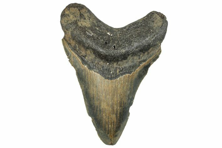 Serrated, Fossil Megalodon Tooth - North Carolina #295164